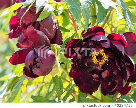 按鈕盛開 40224735