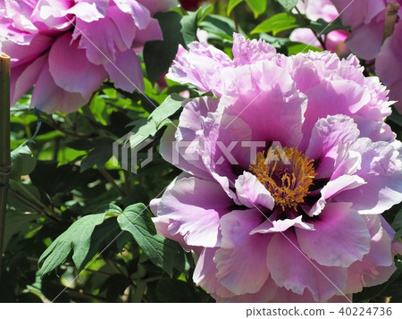 按鈕盛開 40224736