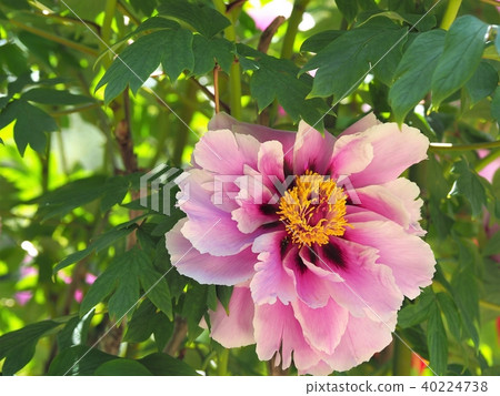 Button in full bloom 40224738