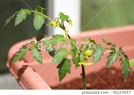 Household vegetable garden (mini tomato vegetable vegetable veranda balcony potted plantter cultivated young leaves sprout) 40224957