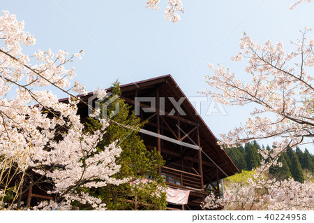 岩手縣平泉鎮櫻花 岩手縣平泉鎮櫻花 40224958