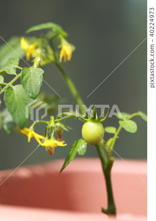 家庭菜園（迷你番茄蔬菜菜陽台陽台盆栽種植栽培幼葉發芽） 40224973