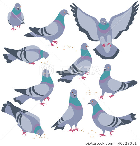 Set of Gray Doves in Motion 40225011