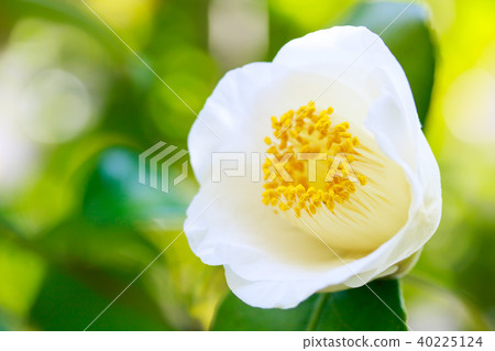 Camellia Ami Camellia Ami 40225124