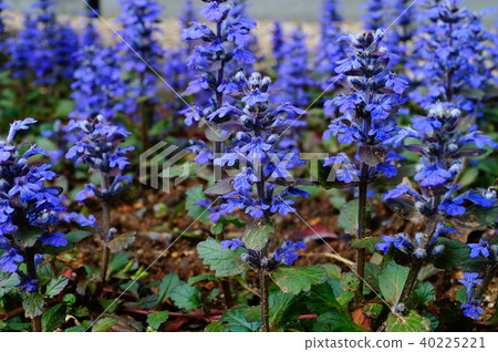 Ajuga ~ Purple ~ Ajuga ~ Purple ~ 40225221