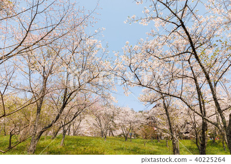 岩手縣平泉鎮櫻花 岩手縣平泉鎮櫻花 40225264