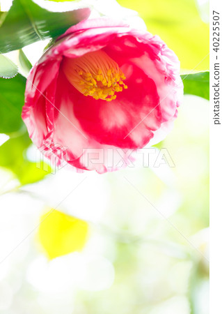 茶花彩虹 40225507
