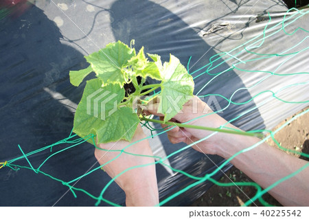 Cucumber seedlings 40225542