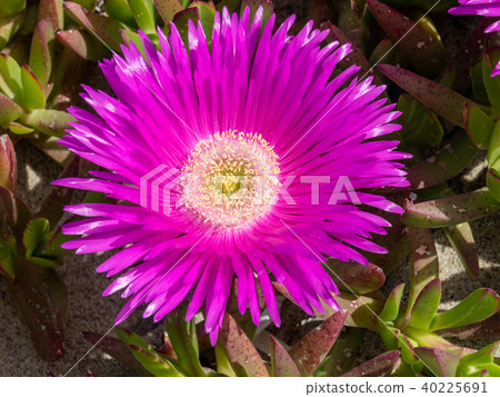 Plants growing in sand over Sardinia beach 40225691