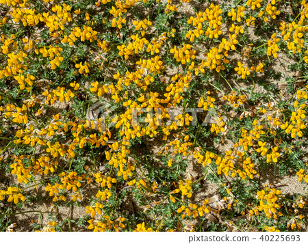 Plants growing in sand over Sardinia beach 40225693