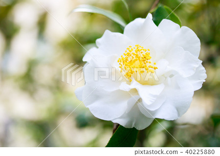 茶花，古金色和白色的花朵 40225880