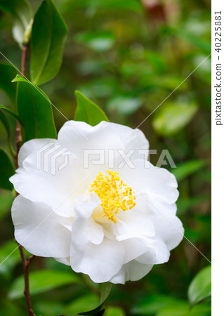 Camellia, old gold and white flowers Camellia, old gold and white flowers 40225881