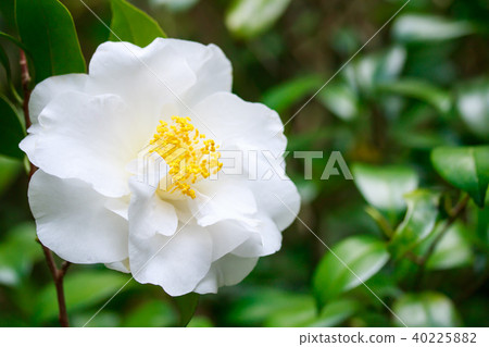 茶花，古金色和白色的花朵 40225882