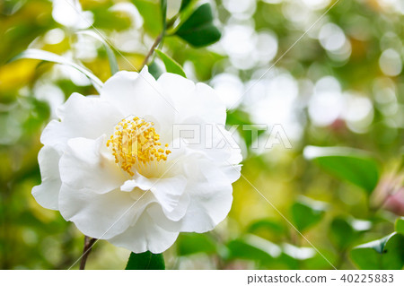 茶花，古金色和白色的花朵 40225883