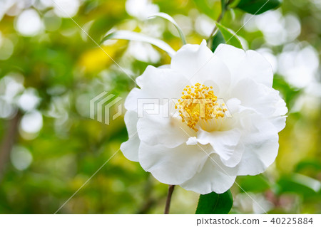 茶花,古金色和白色的花朵 茶花,古金色和白色的花朵 40225884