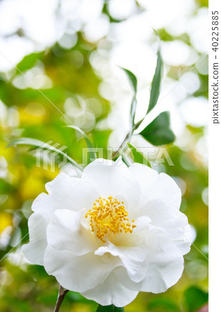 Camellia, old gold and white flowers Camellia, old gold and white flowers 40225885