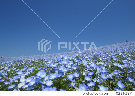 日立海灘公園8 40226187