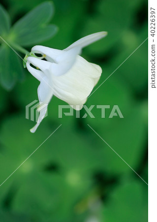 耬鬥菜膽草 耬鬥菜膽草 40226397