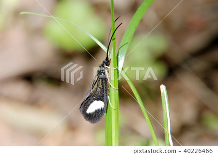Yotsumebigera male Yotsumebigera male 40226466