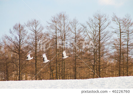 Tanzuru Tsurui Village, Akan-gun, Hokkaido 40226760