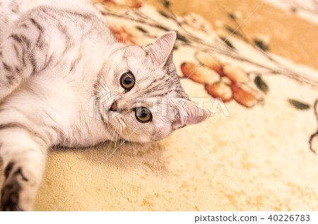 Domestic cat play on the floor Domestic cat play on the floor 40226783