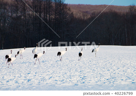 北海道阿寒郡Tanzuru Tsurui村 北海道阿寒郡Tanzuru Tsurui村 40226799