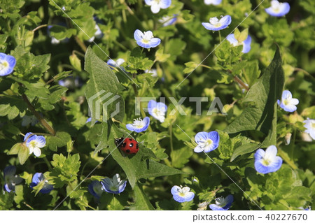 Ouninnu-noguri and ladybird 40227670