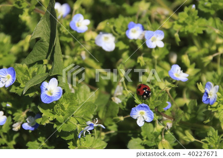 Ouninnu-noguri and ladybird Ouninnu-noguri and ladybird 40227671