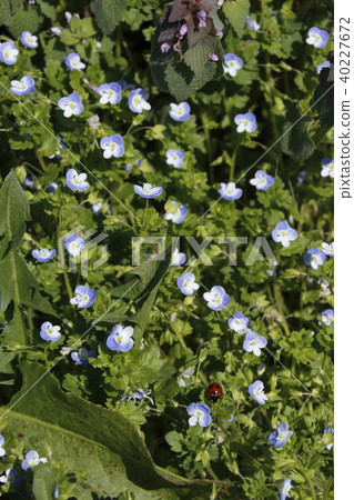 Ouninnu-noguri and ladybird 40227672