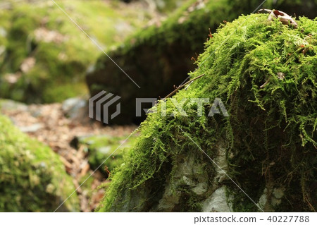 Yamaguchi Yamaguchi 40227788