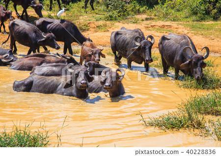 Safari day, group of buffaloes 40228836