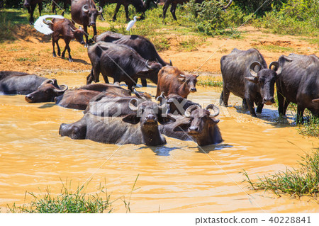 Safari day, group of buffaloes Safari day, group of buffaloes 40228841