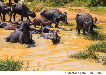 Safari day, group of buffaloes  40228860