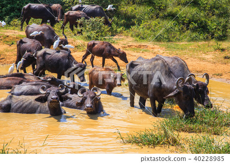 Safari day, group of buffaloes  40228985