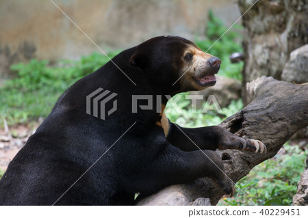 An asia black bear 40229451