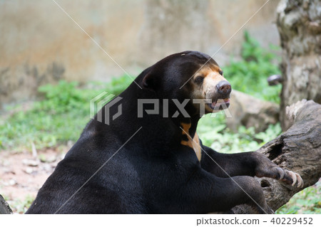 An asia black bear An asia black bear 40229452