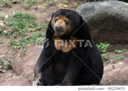An asia black bear 40229453