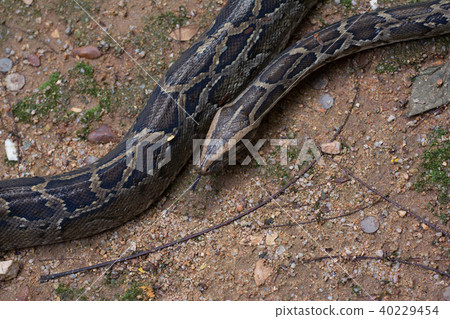 a snake on the ground 40229454