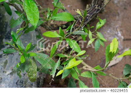 a snake crawl through bush 40229455