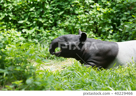 tapir in the forest tapir in the forest 40229466
