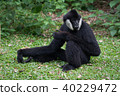 a black gibbon on the ground 40229472