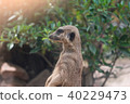 A meerkat looks at some thing 40229473