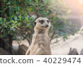 A meerkat looks at some thing 40229474