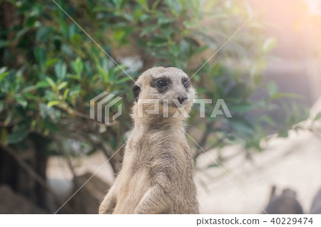 A meerkat looks at some thing A meerkat looks at some thing 40229474