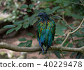 a colorful bird on branch of tree 40229478