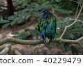 a colorful bird on branch of tree 40229479