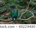 a colorful bird on branch of tree 40229480