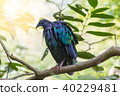 a colorful bird on branch of tree 40229481