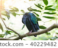 a colorful bird on branch of tree 40229482
