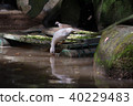 a bird is drinking water 40229483
